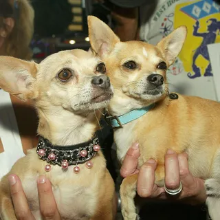 How Taco Bell Had To Pay More Than $40M To The Creators Of The Taco Bell Chihuahua Net Worth