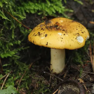 What Does $1 Million Worth Of Mushrooms Look Like? Net Worth